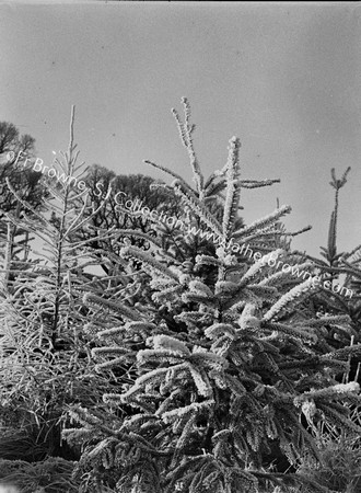 EMO PINES IN SNOW